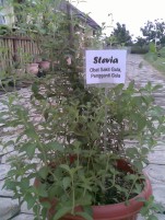 Stevia, rasa daunnya manis, obat sakit gula, dan bisa menambah gula tubuh